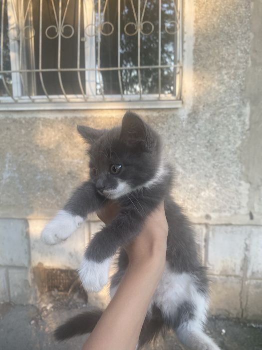 кошечка  маленькая
