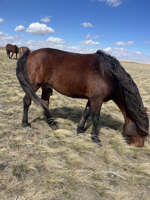Продается жеребец