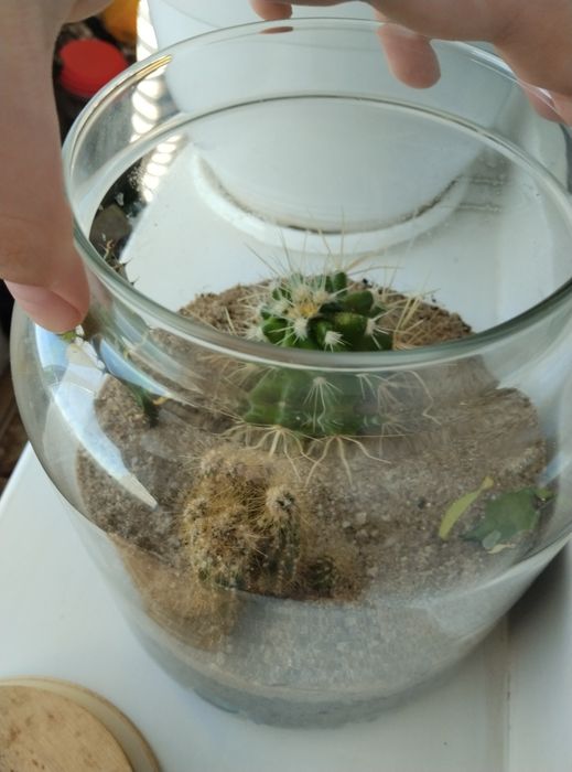 Флорариум с кактусами