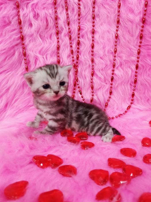 Продам котят девочек шотландка+бенгал