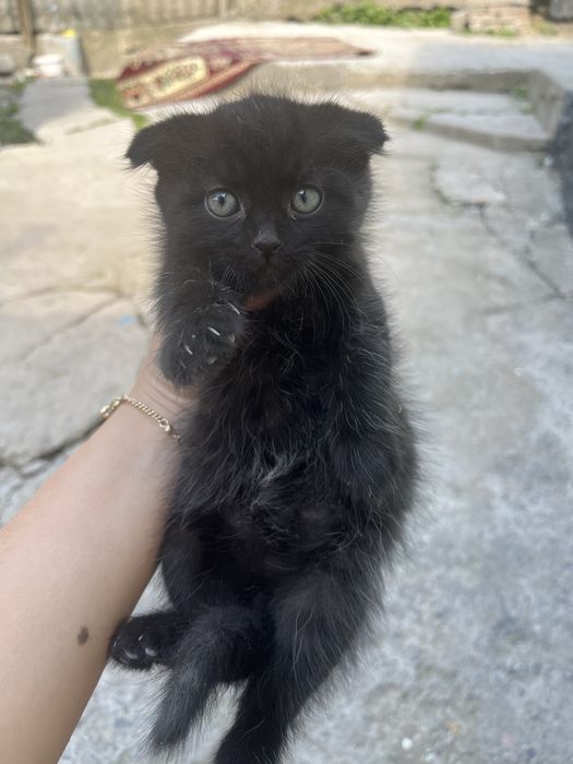 Продаются вислоухие котята