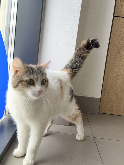 Кошка ТАСЯ ищет семью. Стерилизованв