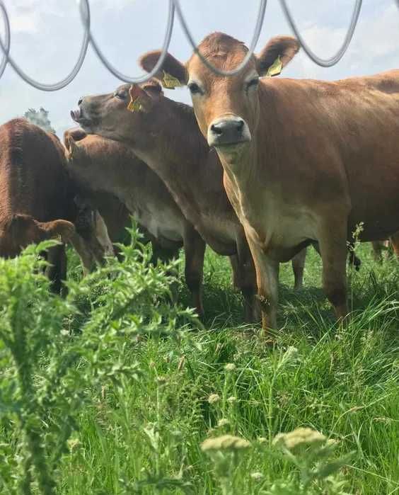 Fermă de Reproducție rasa JERSEY vinde juninci gestante