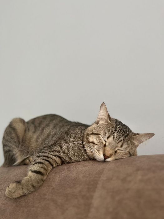 Кот в хорошие руки