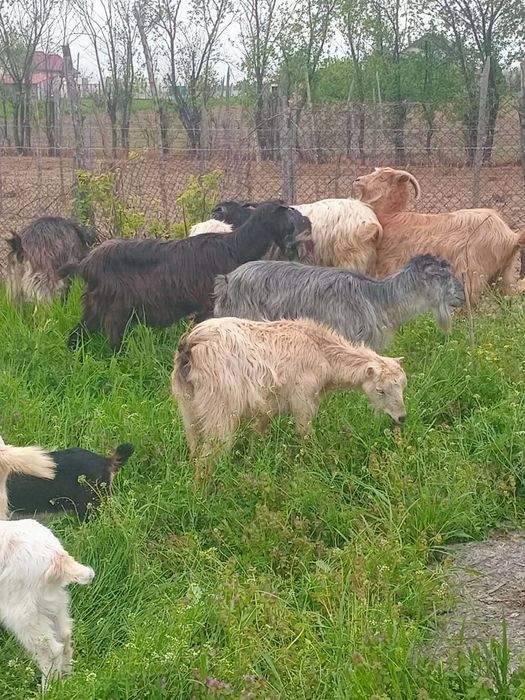 Vand capre tinere si bune de lapte!!