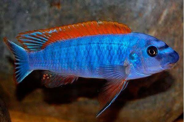 Африкански Цихлиди Малави