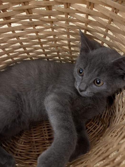 Котенок ищет новый дом
