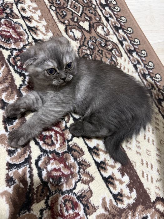 Zotdor mushuk sotiladi