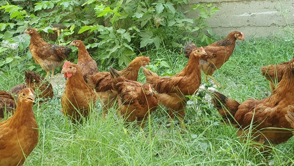 Корейский Ханхяп жужалари