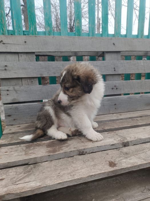 Отдам щенят-метисов в добрые руки!