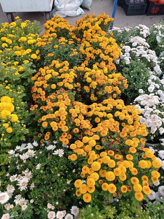 Хризантема мульт флора распродажа