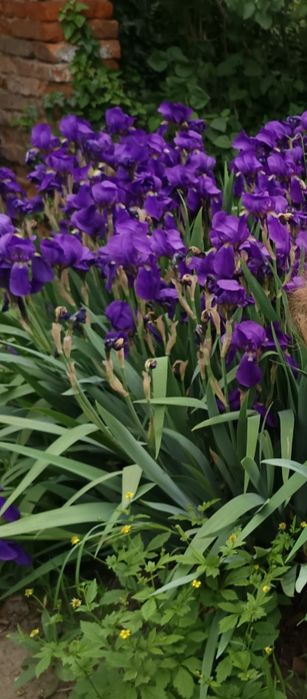 Bulbi iris/butasi liliac