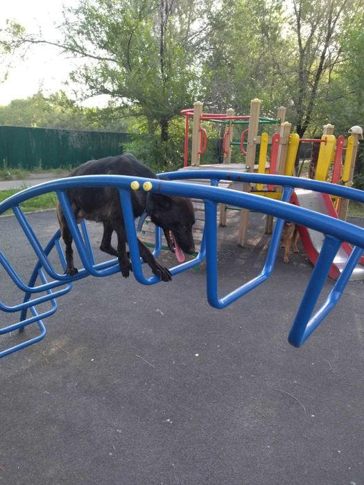 Щенки в добрые руки
