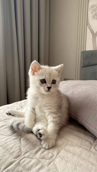 Продается котенки породистые