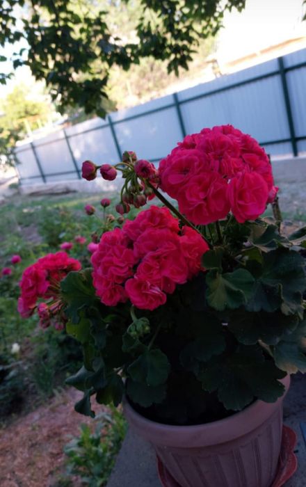 Пеларгония. Герань Розалинда