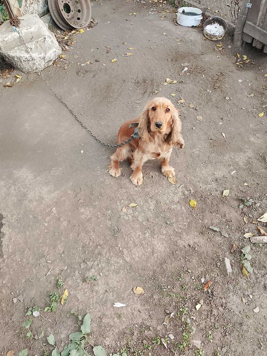 Кокер шпаньол ...