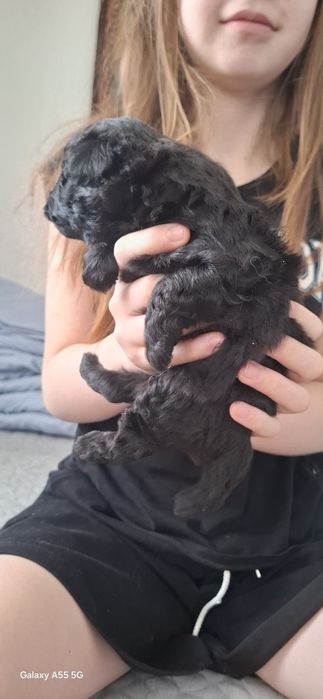 Щенки помапу(шпиц,пудель)