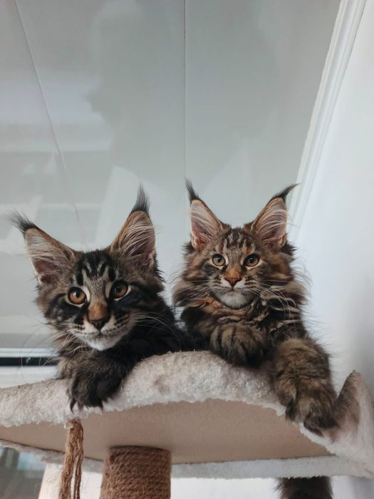 Котята Мейн Куны
