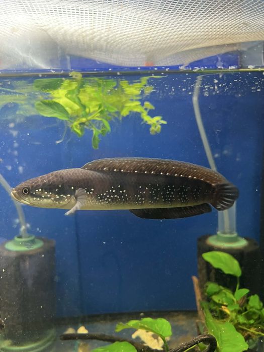 Дискуси и Channa