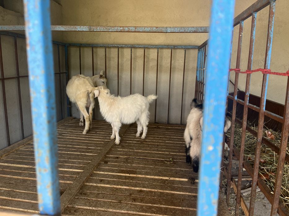 Орыс ешкі  екі лағы мен