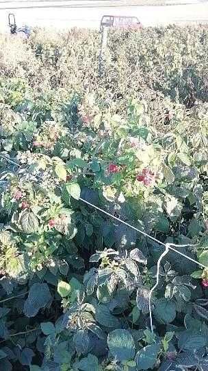 Разсад Малини Апема Енросъдира