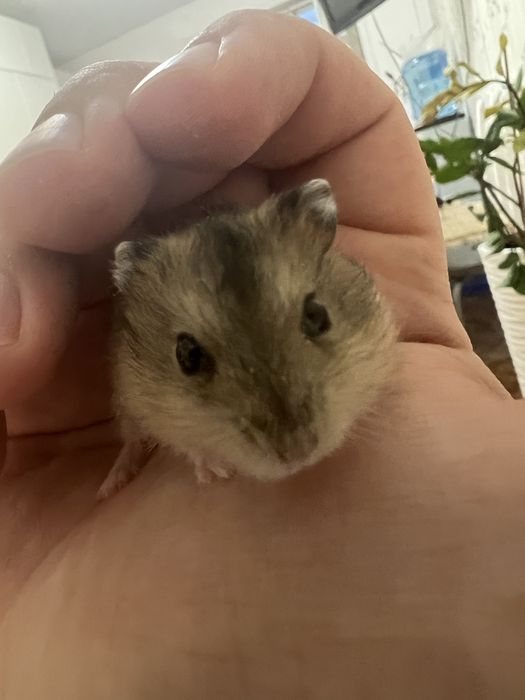 Продам маленьких хомяков