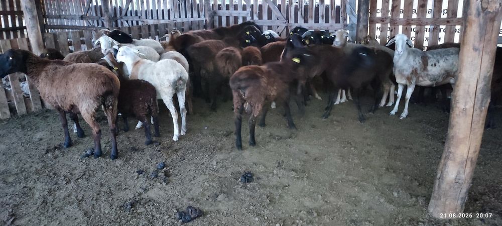 продам баранов, овцы.