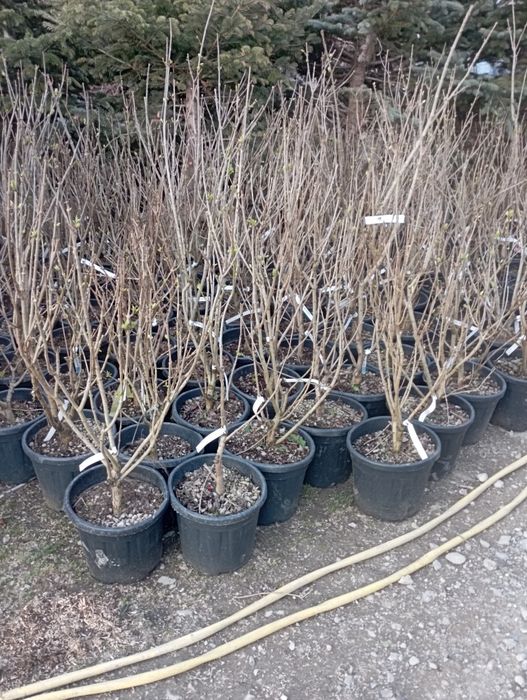 Vindem plante ornamentale doriți să aveți o grădină frumoasă de primă