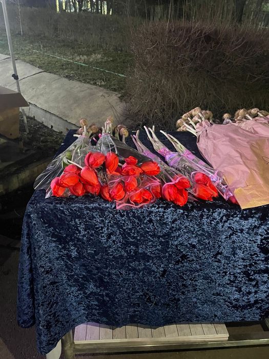 Тюльпаны Голландские