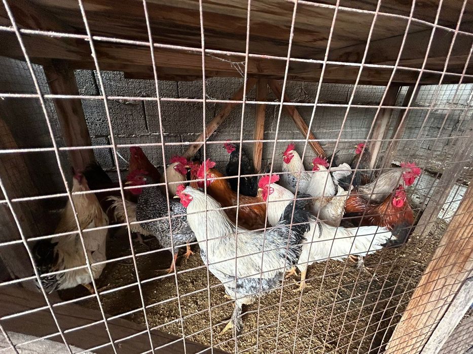 Қораздар 8 айлық 15 бар қолда