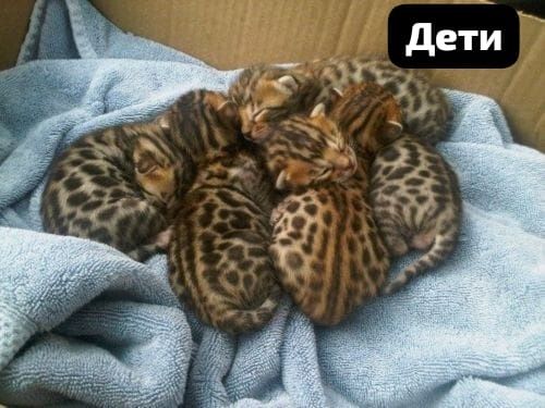 Продам бенгальского котика