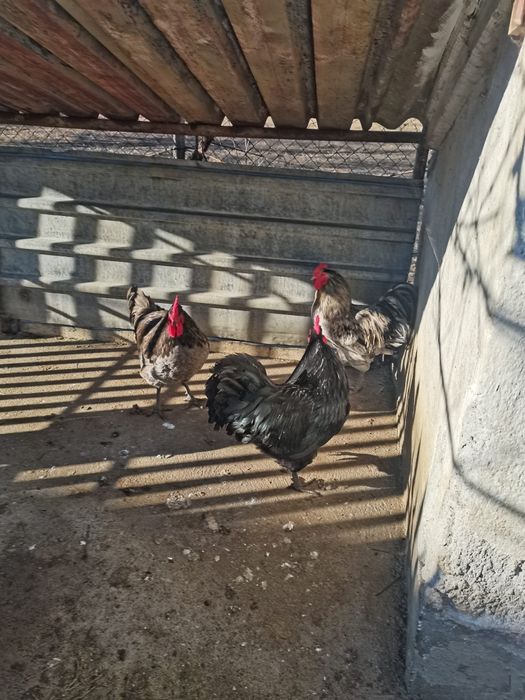 Cocos Australorp