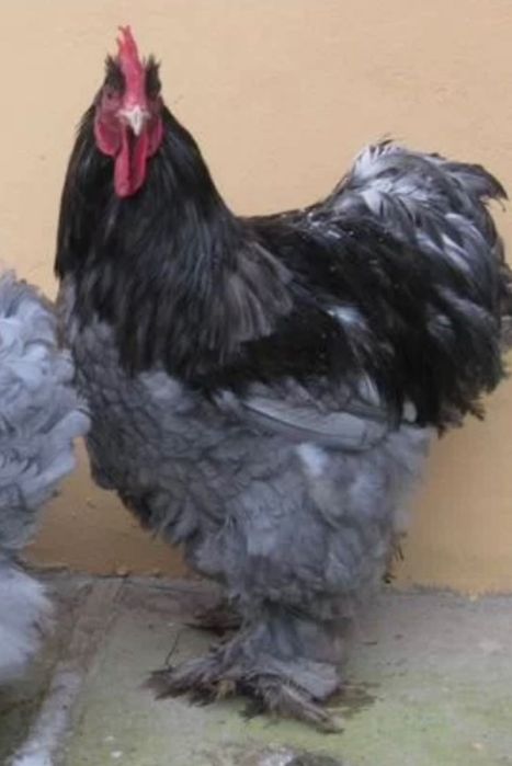 Кохинхин голубой