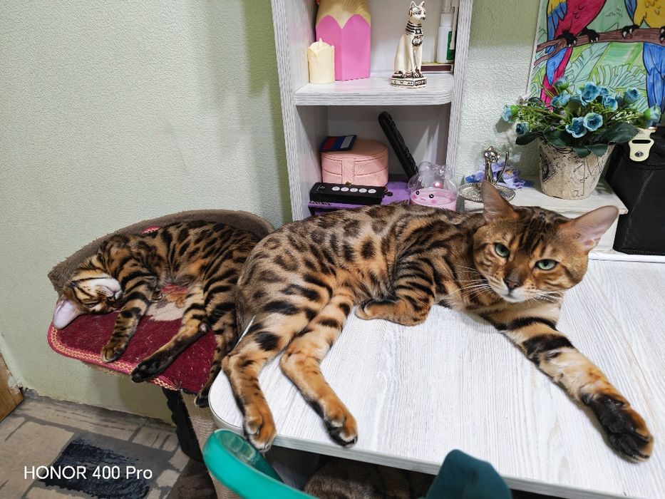 Бенгальский котенок,девочка