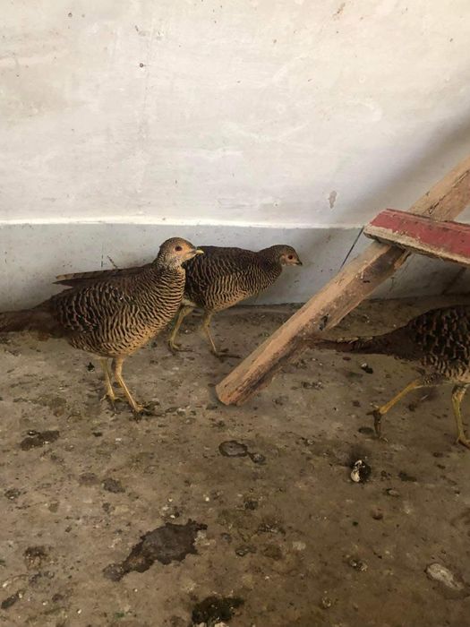 Vand fazanite si Potarnichi de Stanca