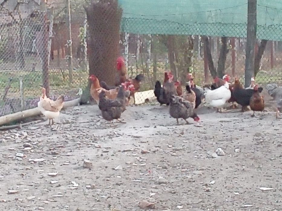 Vând găini ouătoare.