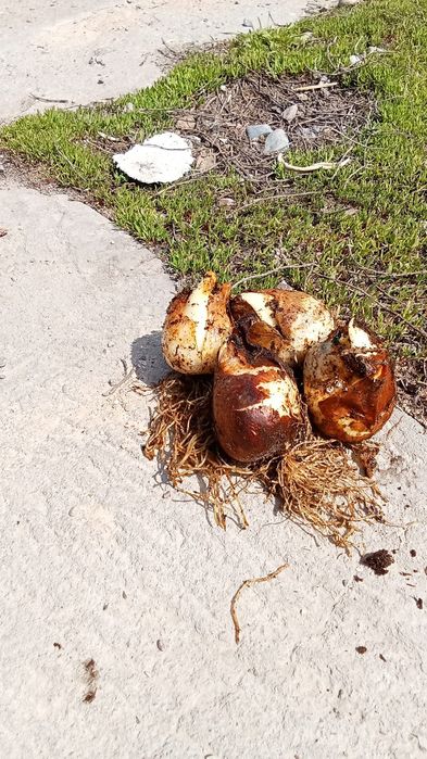 Луковица от тульпана продам