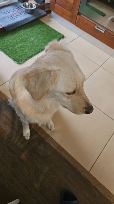 Pet Sitter Bucuresti