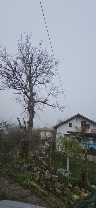 Кастрене на клони,дървета,храсти и т.н