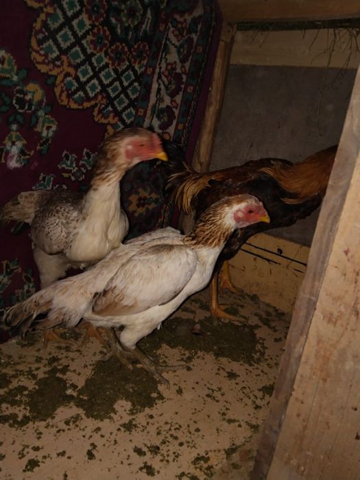 Продам даканов курей и петуха