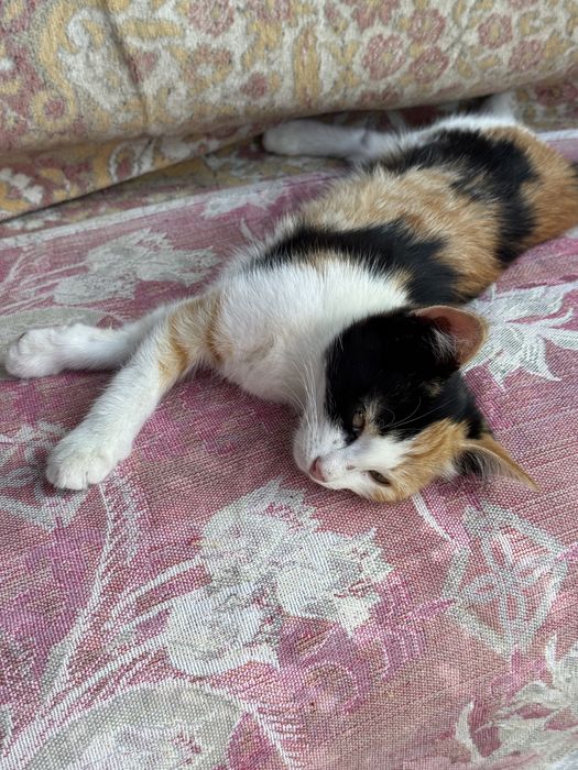Котята. Три кота и одна кошка