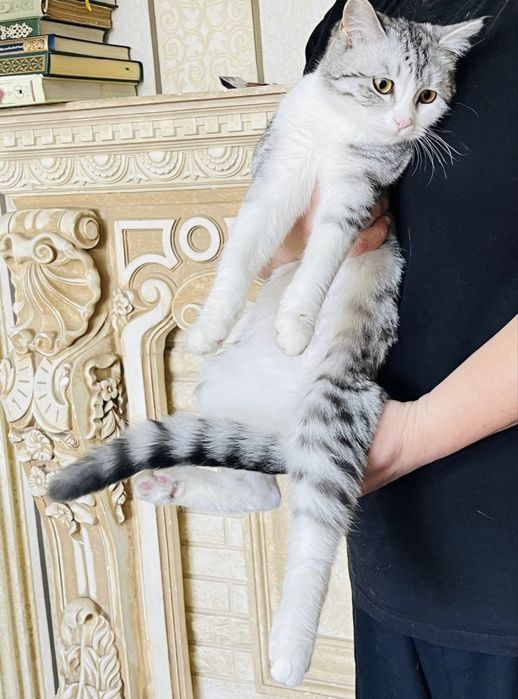 Британский и трёхцветный смешанная