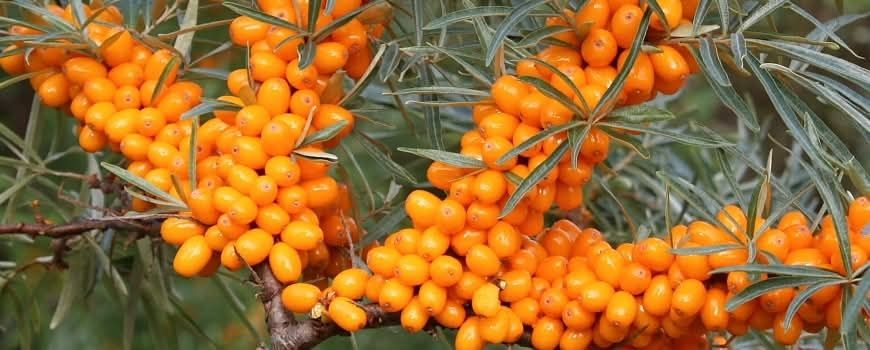 Облепиха (Hippophae)