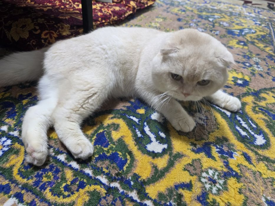 Прадам кошку мальчик scotch folds  в хорошие руки