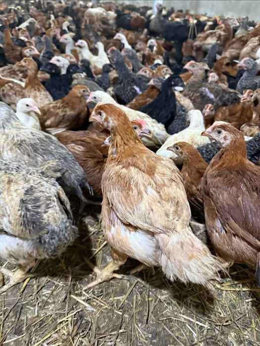 Rate,pui zburati alb de carne rasa mixta(transport gratuit)t