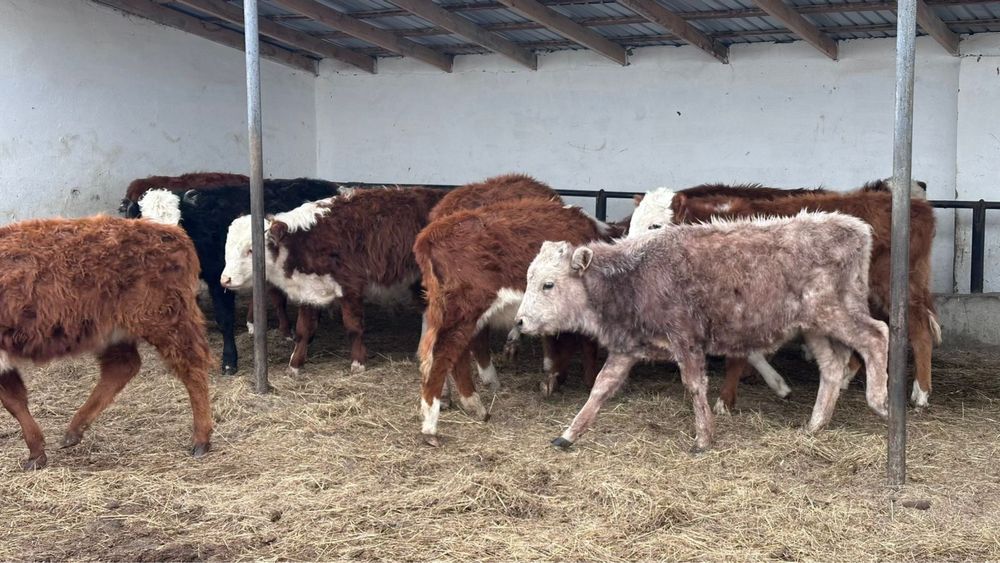 Баспақ сатылады 10бас ұрғашы