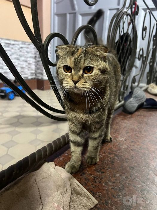 Scottish Fold урғочи мушук сотилади. 1,5 ёш.