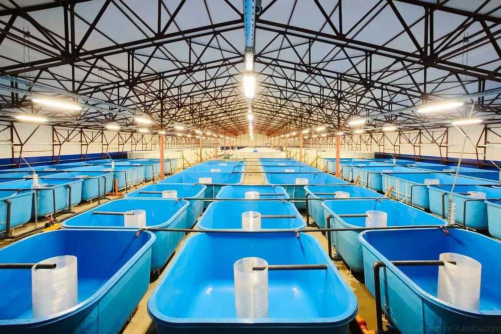 Бассейн для разведения и выращивания рыбы