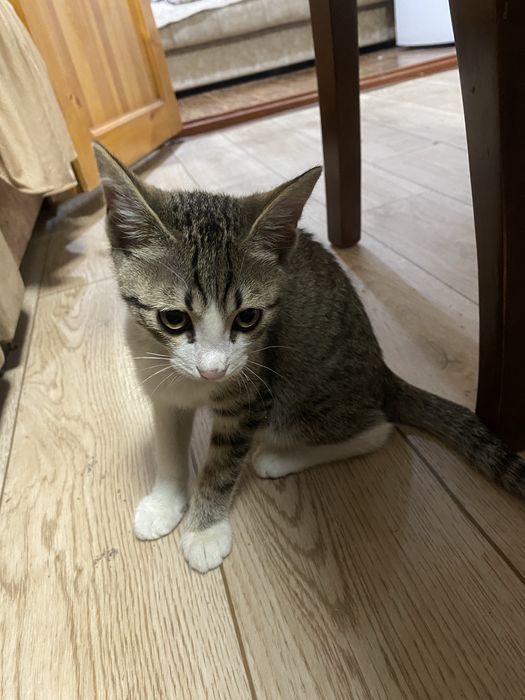 Отдам котенка в добрые руки