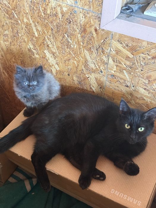 Отдам  шикарного котенка